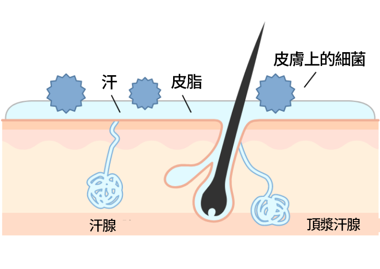 皮膚常在菌が、汗・皮脂をエサとして食べて増殖